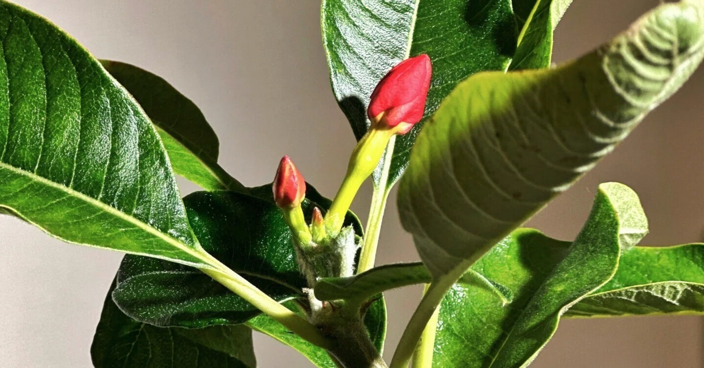 今年は休眠させない予定のPachypodium windsorii の現在の様子｜暇人