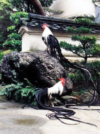 第6回 世界一の鳥 翆野 大地 Note 第6回 世界一の鳥 翆野 大地 Note