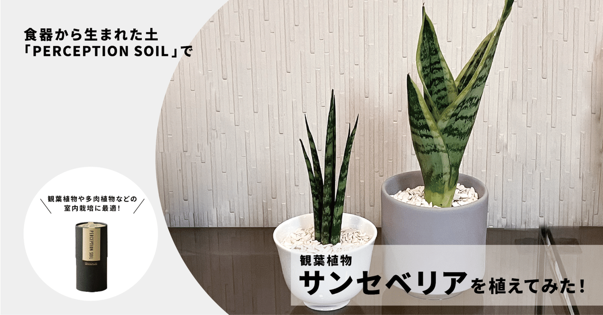 サンセベリア(観葉植物🌳)を「食器からできた土」に植えてみた サンセベリア(観葉植物🌳)を「食器からできた土」に植えてみた