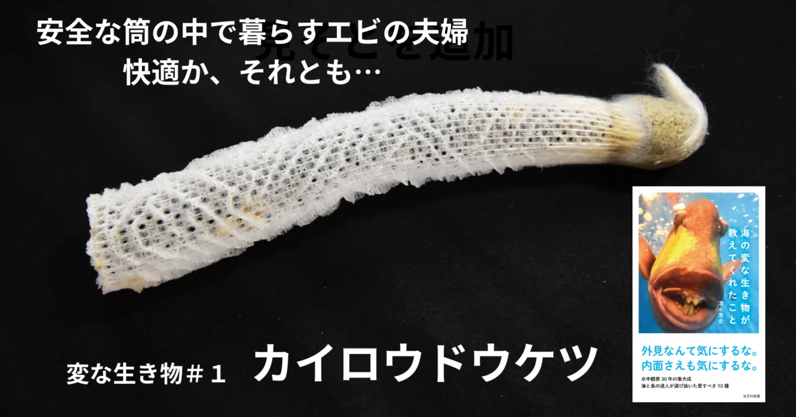海の変な生き物が教えてくれたこと』より①カイロウドウケツの中で