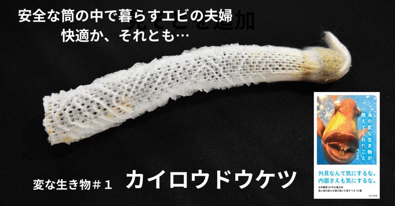 海の変な生き物が教えてくれたこと』より①カイロウドウケツの中で