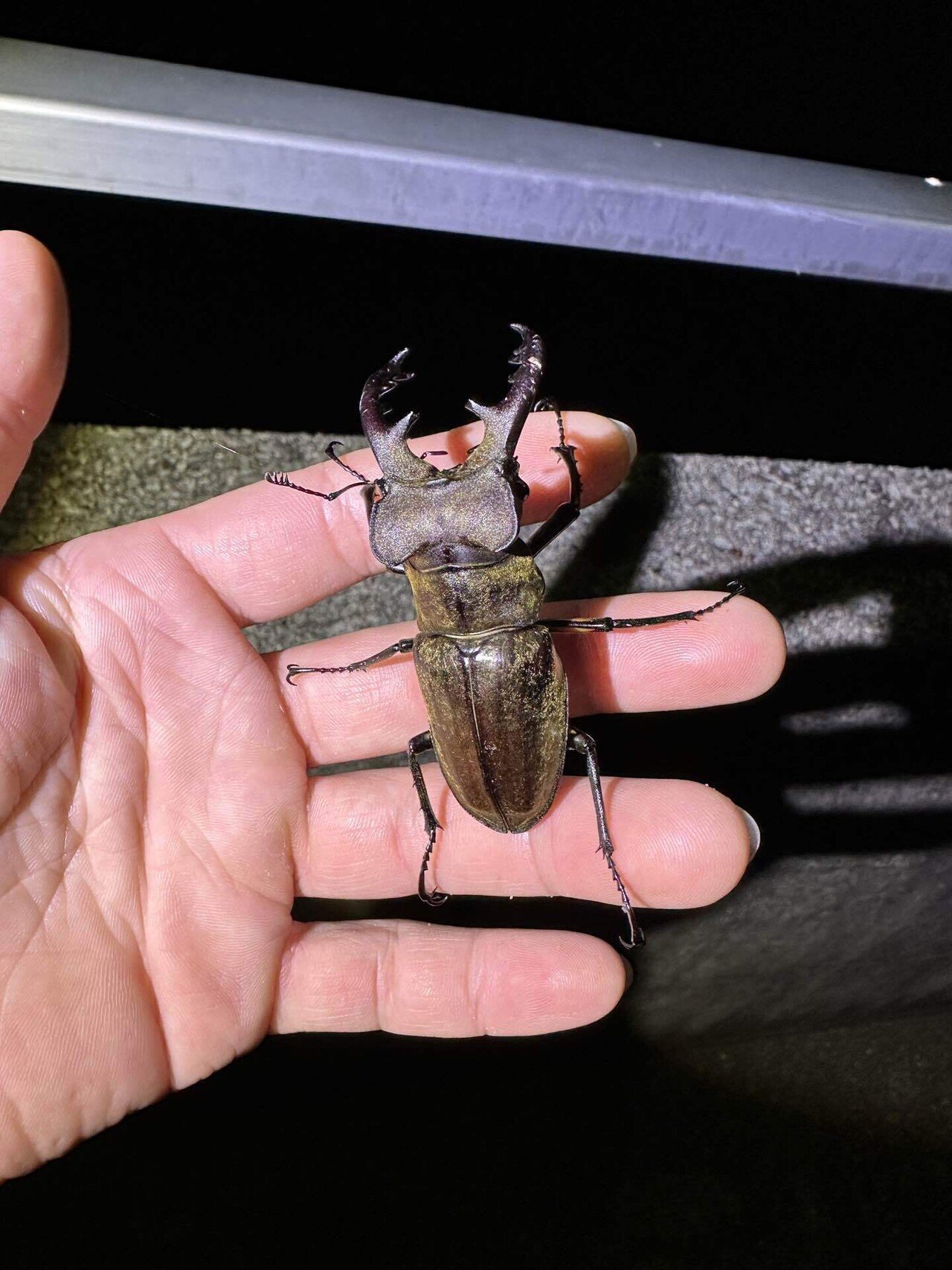 小麦さま専用　最終値下げ！鑑別書付　希少ロシア産フェナカイト3.75ct Amazon.co.jp: cerapockke 令和粉引 削 小鉢13.5cm 国産 美濃焼