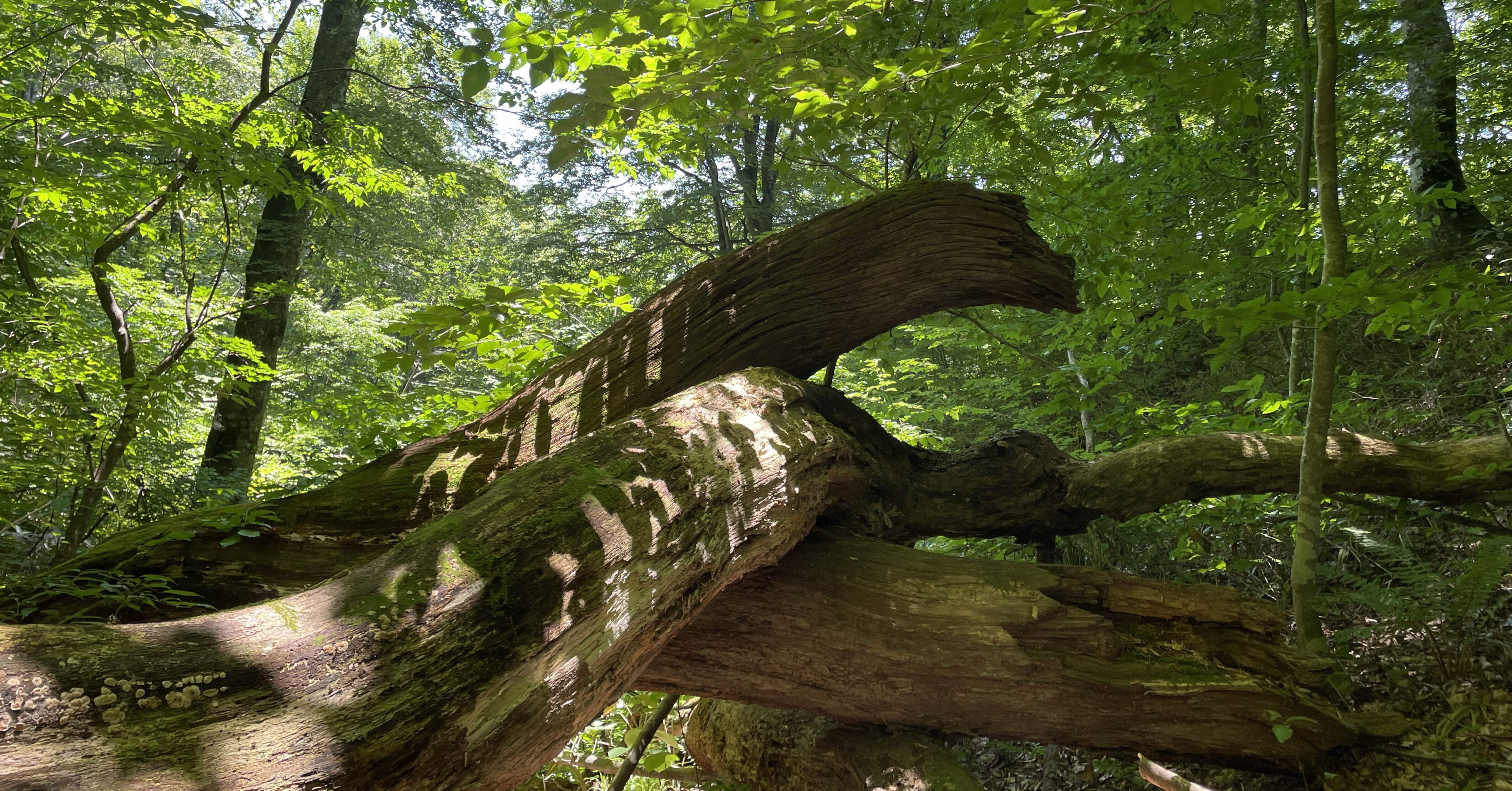 a5bf68648e0dbbf2d92fbc97152b6f