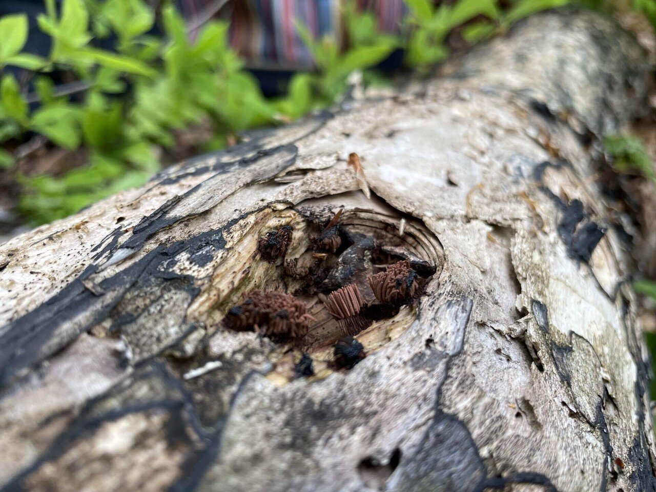 枯れ木巡り｜ちなまこ