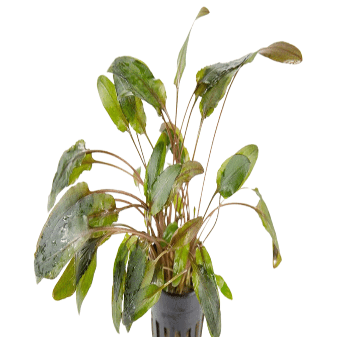 クリプトコリネ・ウェンティ ブラウン｜アクアモノグラフ情報｜NoA