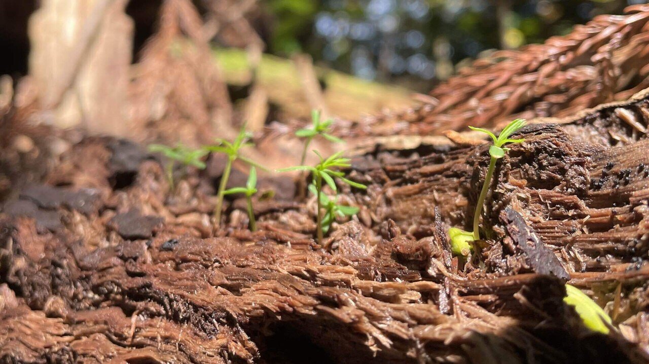 枯れ木巡り｜ちなまこ