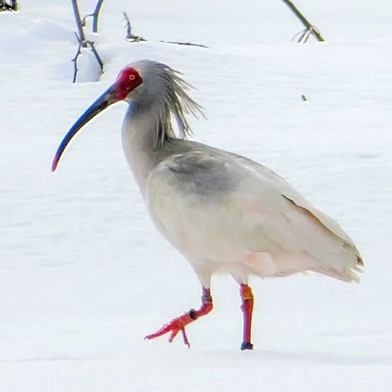 第689回 保護された野鳥｜翆野 大地