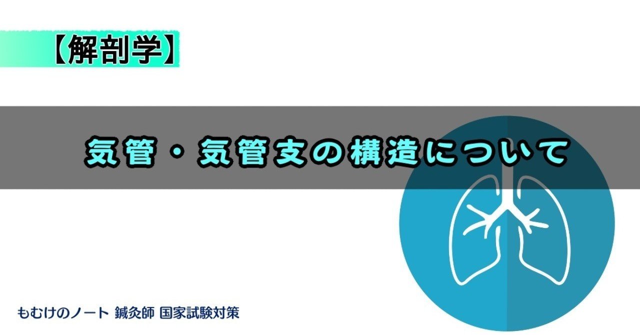 【解剖学】気管支は右と左で違う！気管・気管支の構造について｜森元塾国家試験対策｜note