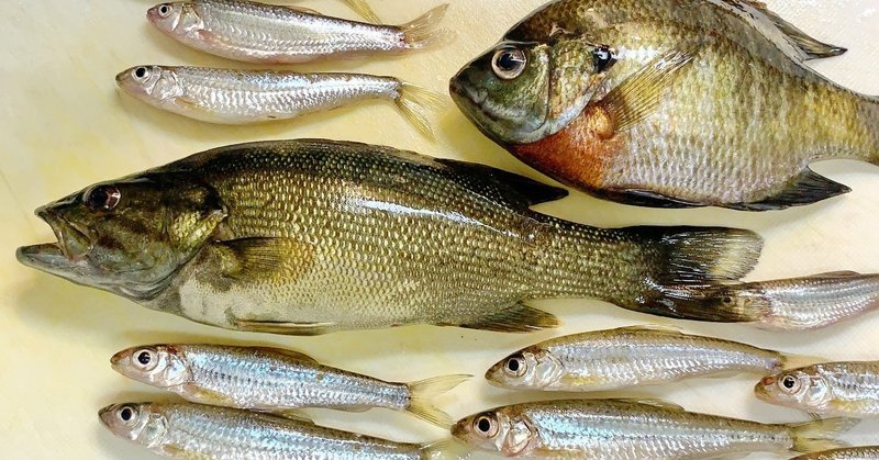 釣りに行く息子の自立と不安