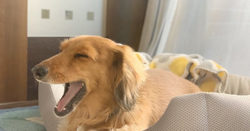 悟りについて ようこそ わんこの部屋へ Note