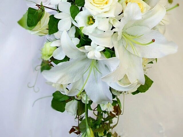 カサブランカです 四月の白い花2 カサブランカ（Casa Blanca） | かぎけん花図鑑
