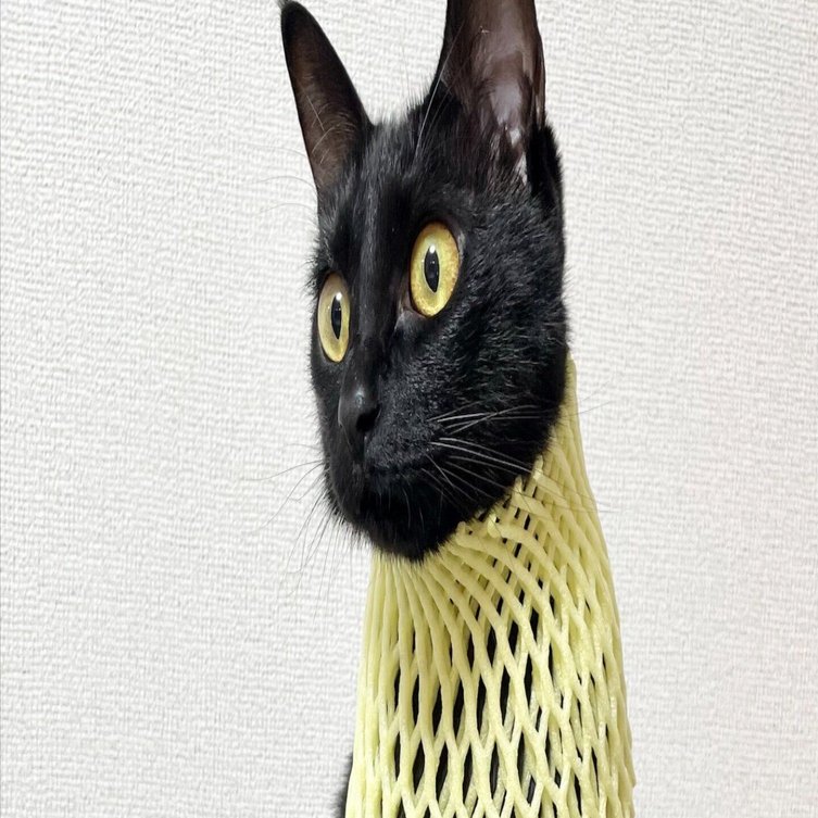 果物を入れるネットに意外な使い道が…！バステト神と化した黒猫の神々