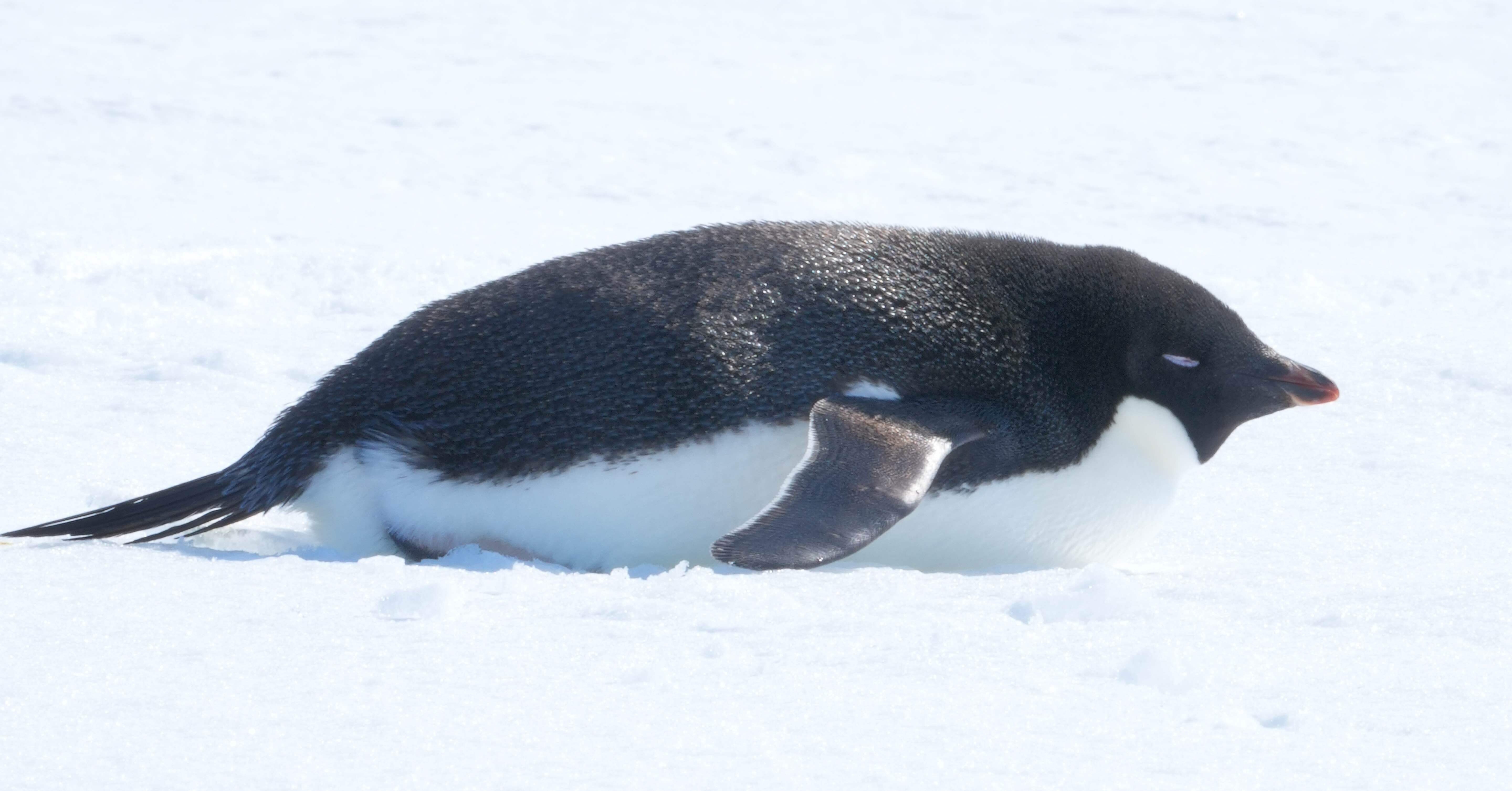 公立学校教員、南極へ行く⑧】しらせをたずねて40時間｜minamizako