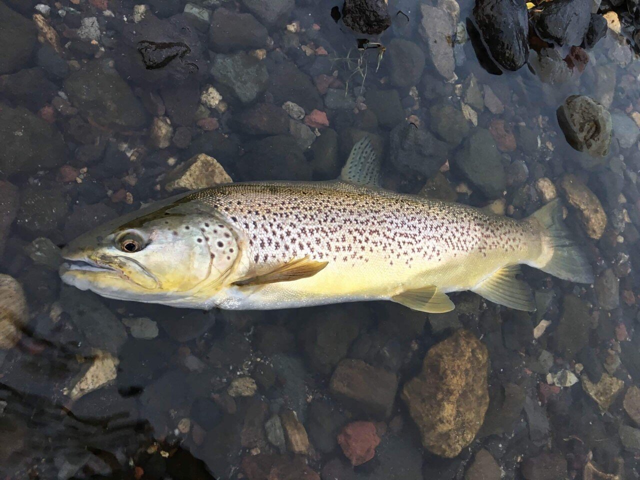 episode:7 奥日光で異彩を放て｜特定非営利活動法人Lakeside Stories