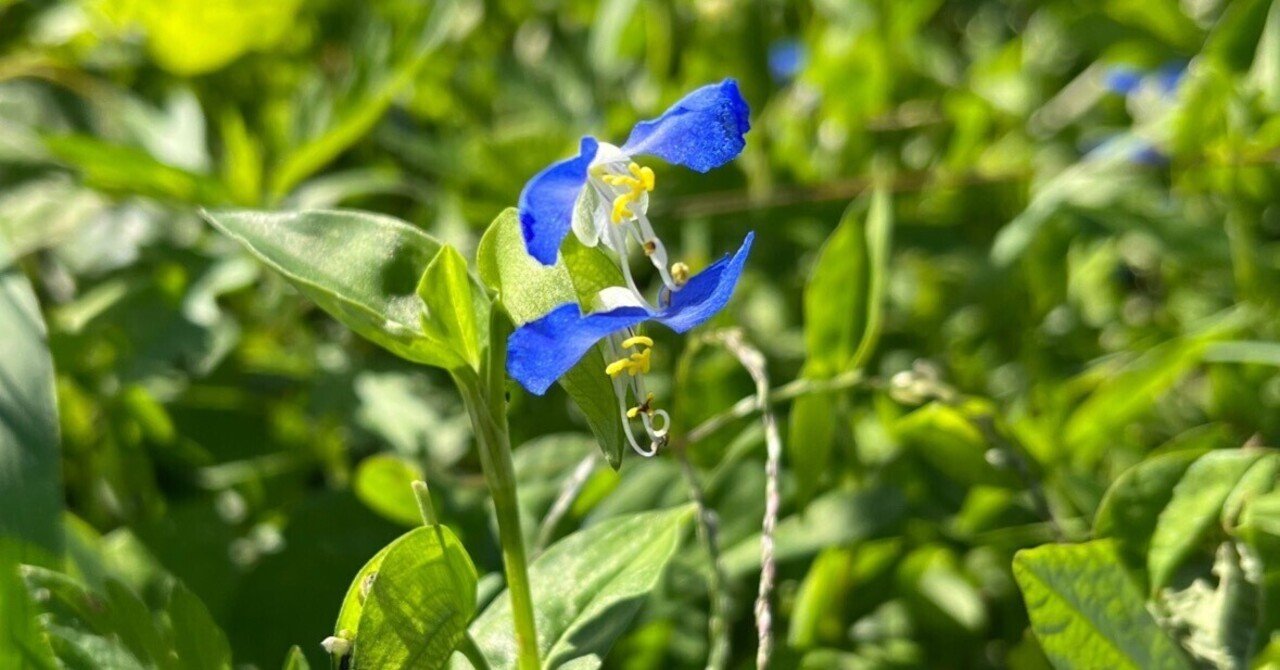 露草を想う｜pirkamer