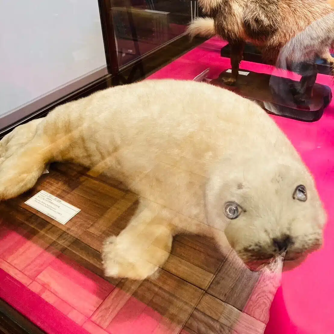んぇゆっこ