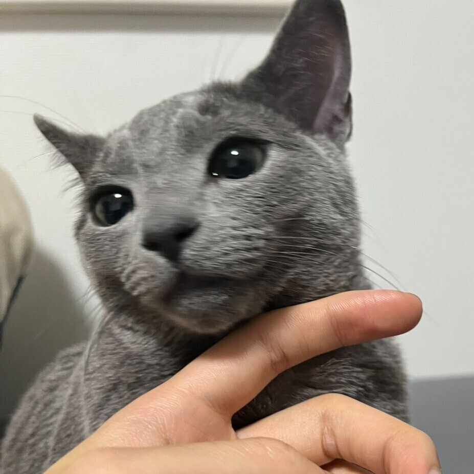 野条 大樹 (Daiki Nojo)