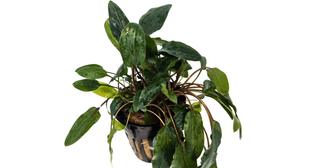 クリプトコリネ・ウェンティ X ハイブリッド リアルグリーン｜アクア