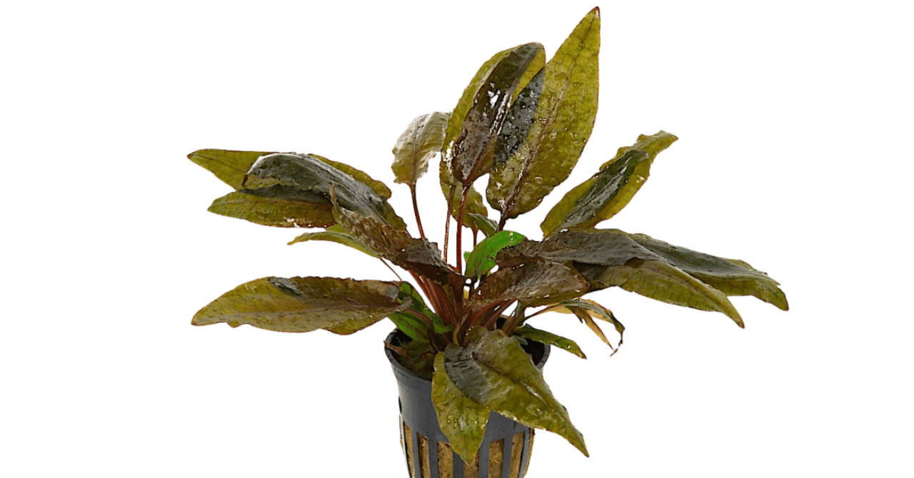 クリプトコリネ・ウンデュラータス レッド｜アクアモノグラフ情報｜NoA