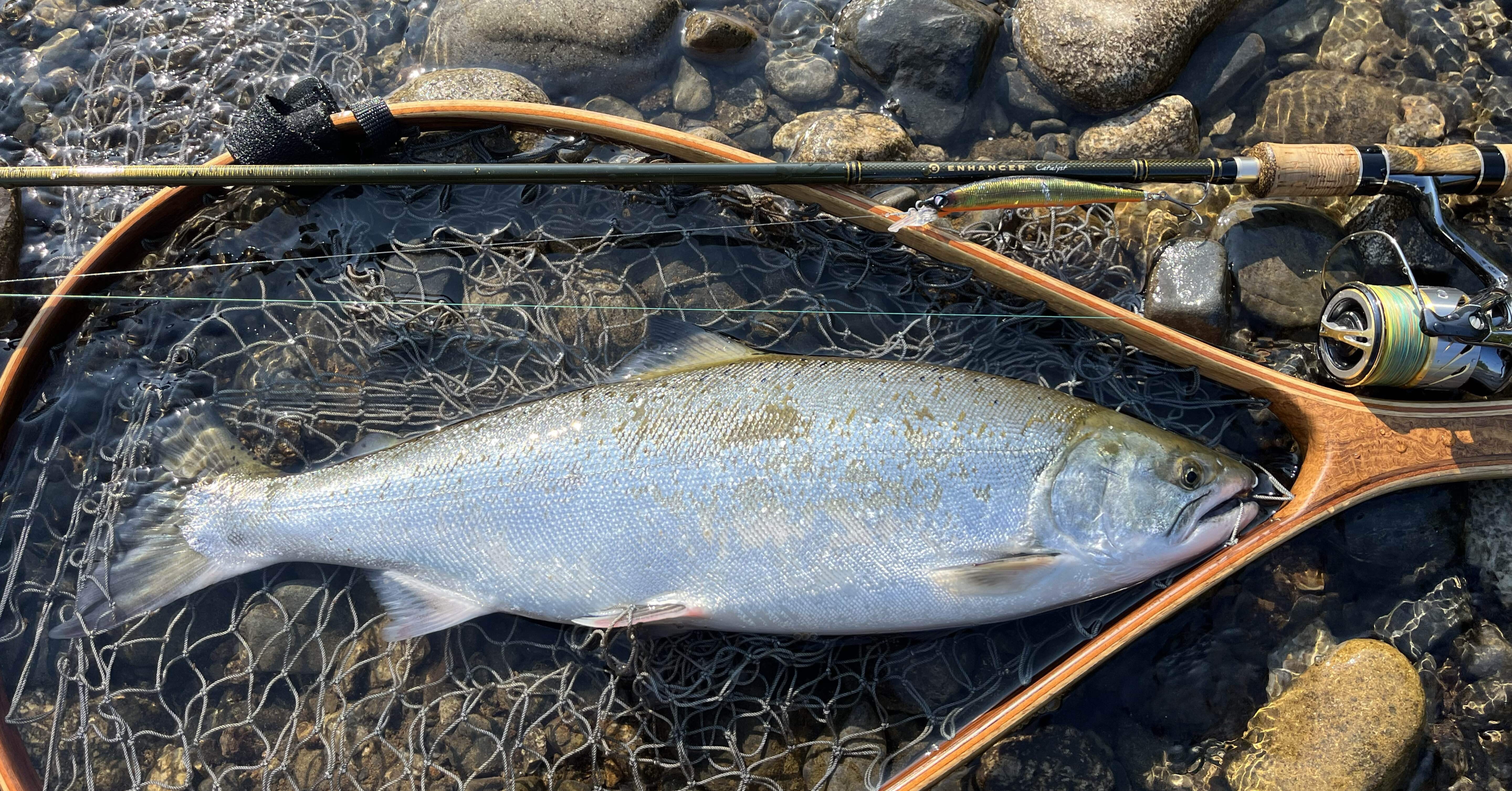 2024年新潟サクラマス釣り20日目【三面川】｜田沢寛