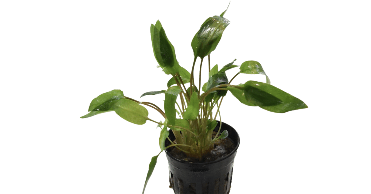 クリプトコリネ・ウンデュラータス グリーン｜アクアモノグラフ情報