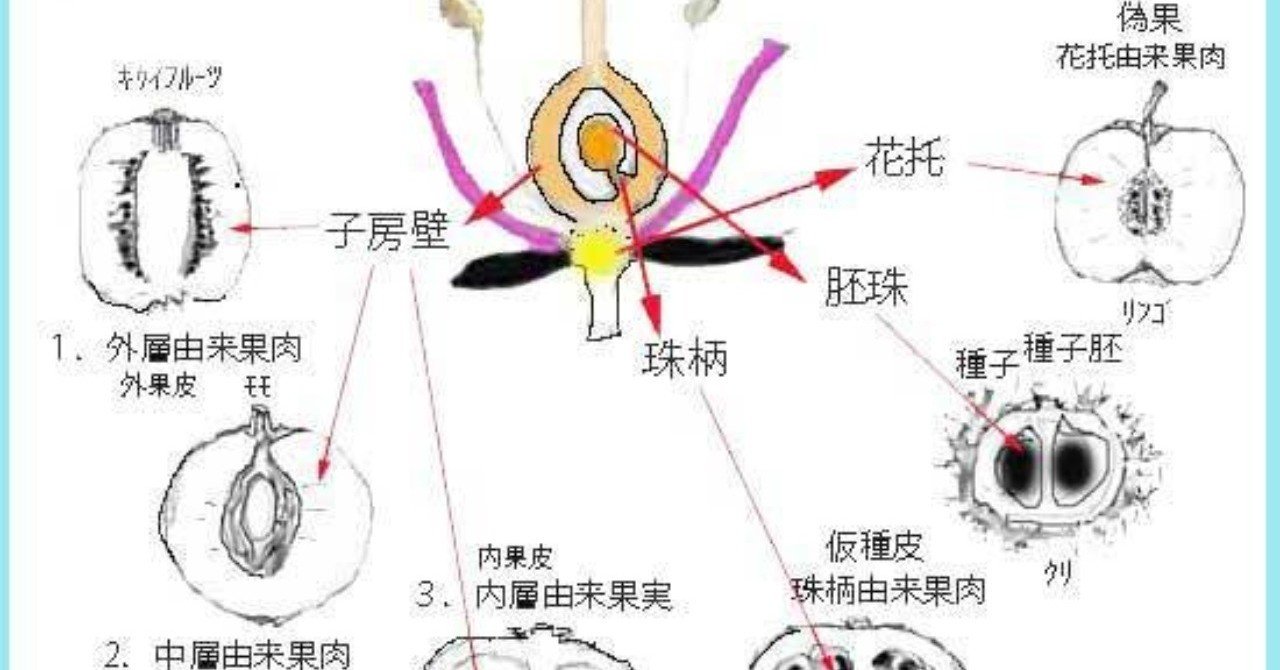 バナナは皮を食べる Ryujiro Note バナナは皮を食べる Ryujiro Note