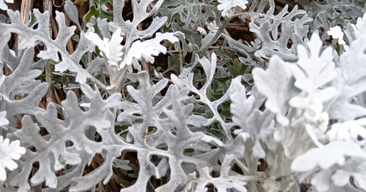 シルバーリーフ☆雪みたいでもあり｜haruka