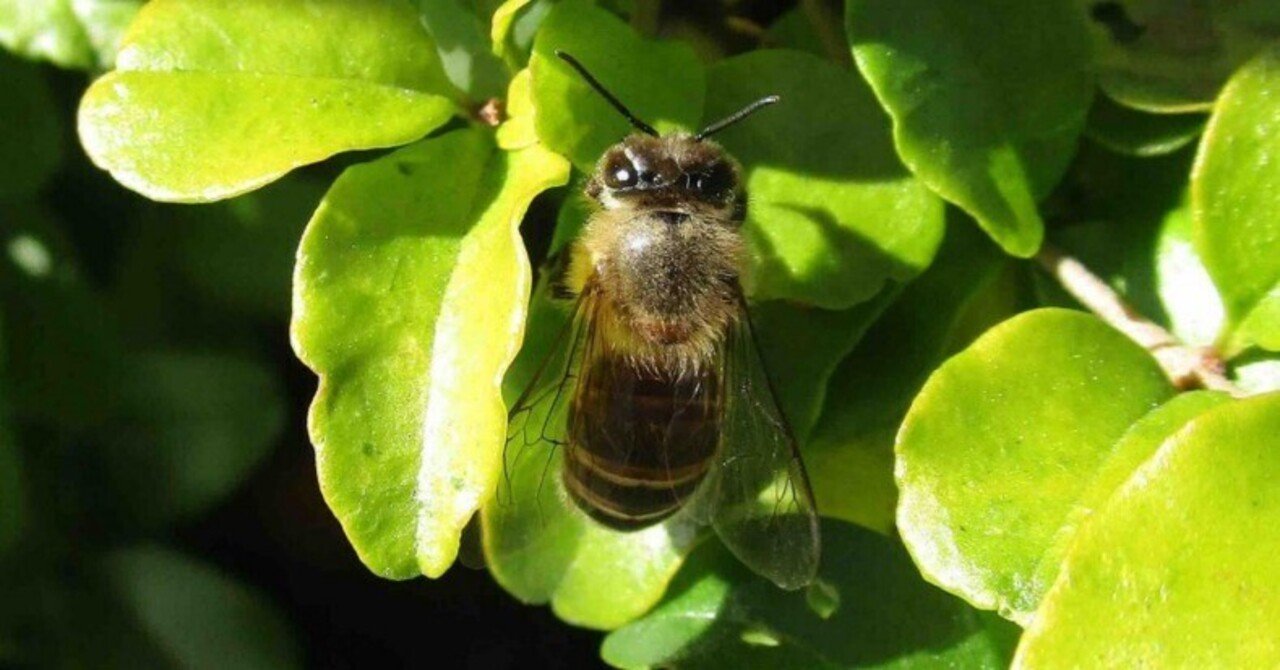 月刊駄文置き場 令和6年12月号 2