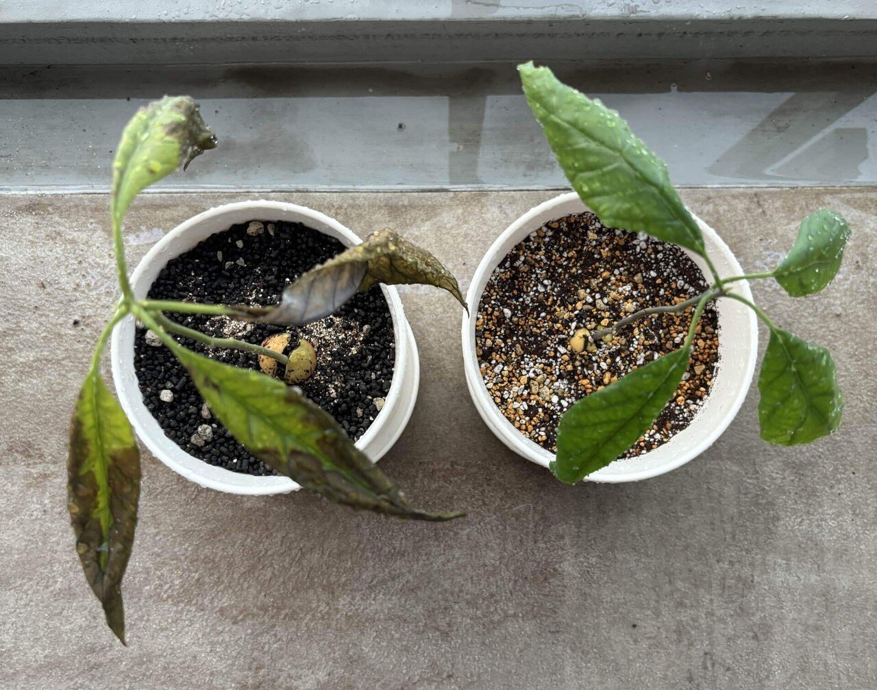 アボカド栽培日記2024｜とんぼ