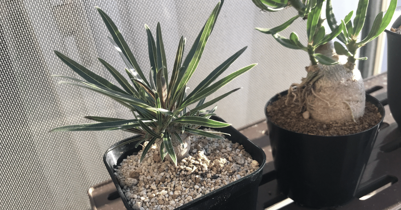 グラキリスベアルート株 未経験者が発根管理に挑戦pt.6｜.plants