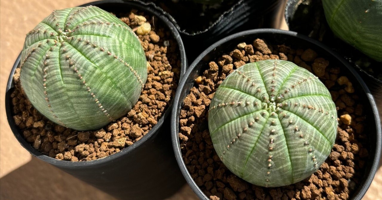 オベサ鉄甲20 良型 フーフォルビアオベサ♀✕鉄甲丸♂ オベサ鉄甲20 良型 フーフォルビアオベサ♀✕鉄甲丸♂