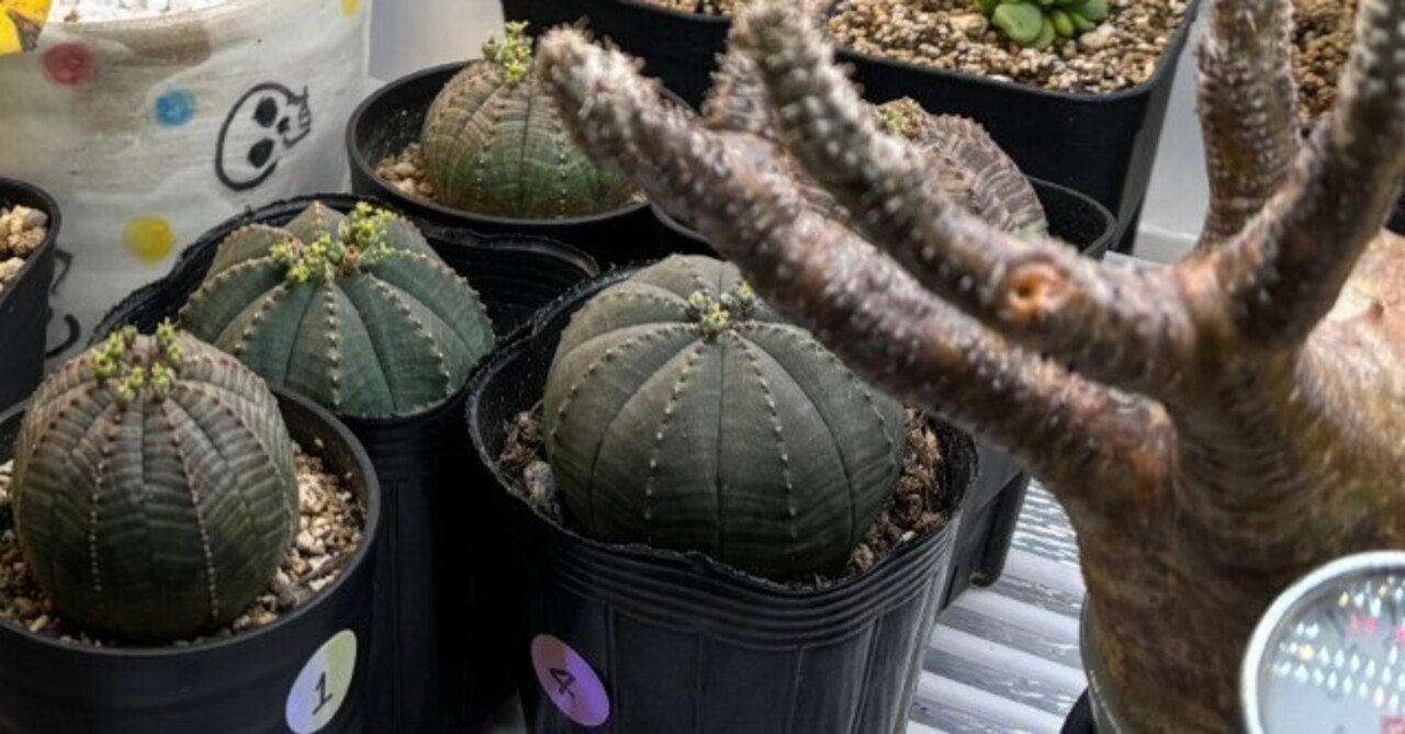 記録]オベサ⑥の成長記録（長男）｜園芸バタフライ