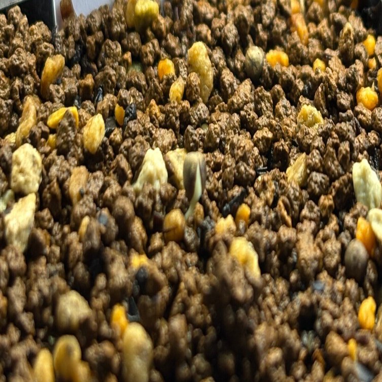 記録]オベサ⑦の成長記録（実生兄弟編）｜園芸バタフライ