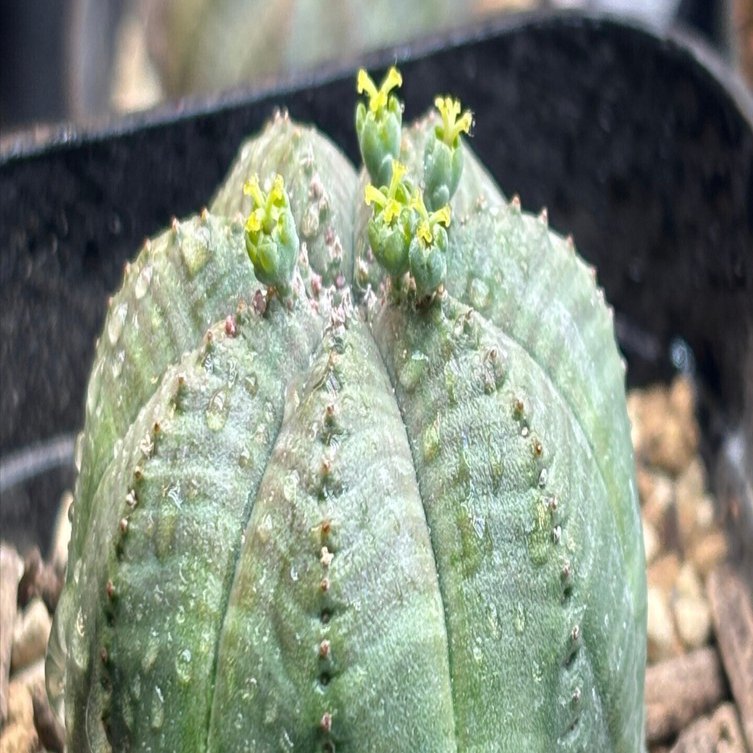 記録]オベサ⑧の成長記録（7稜Libaran株）｜園芸バタフライ