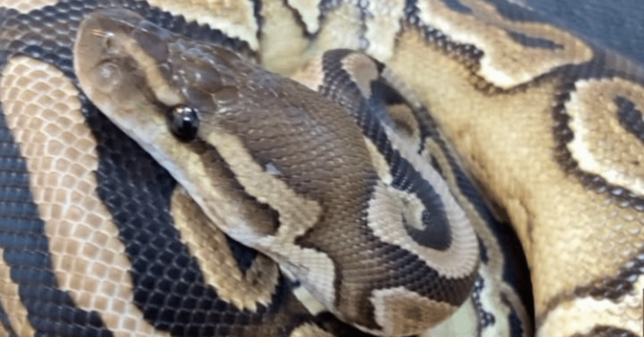 新ボールパイソンケージ2個セット