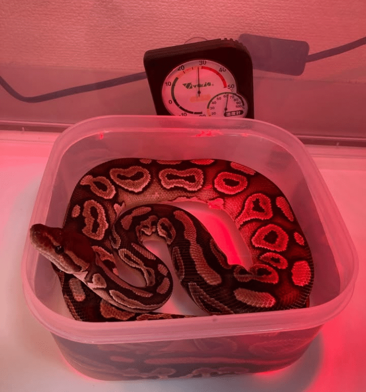 新ボールパイソンケージ2個セット