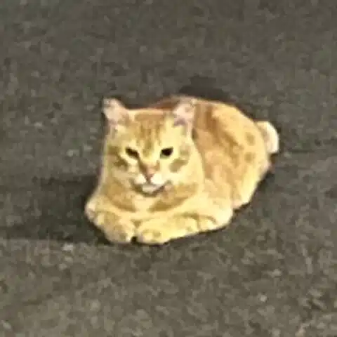 大工カノン
