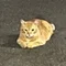 大工カノン