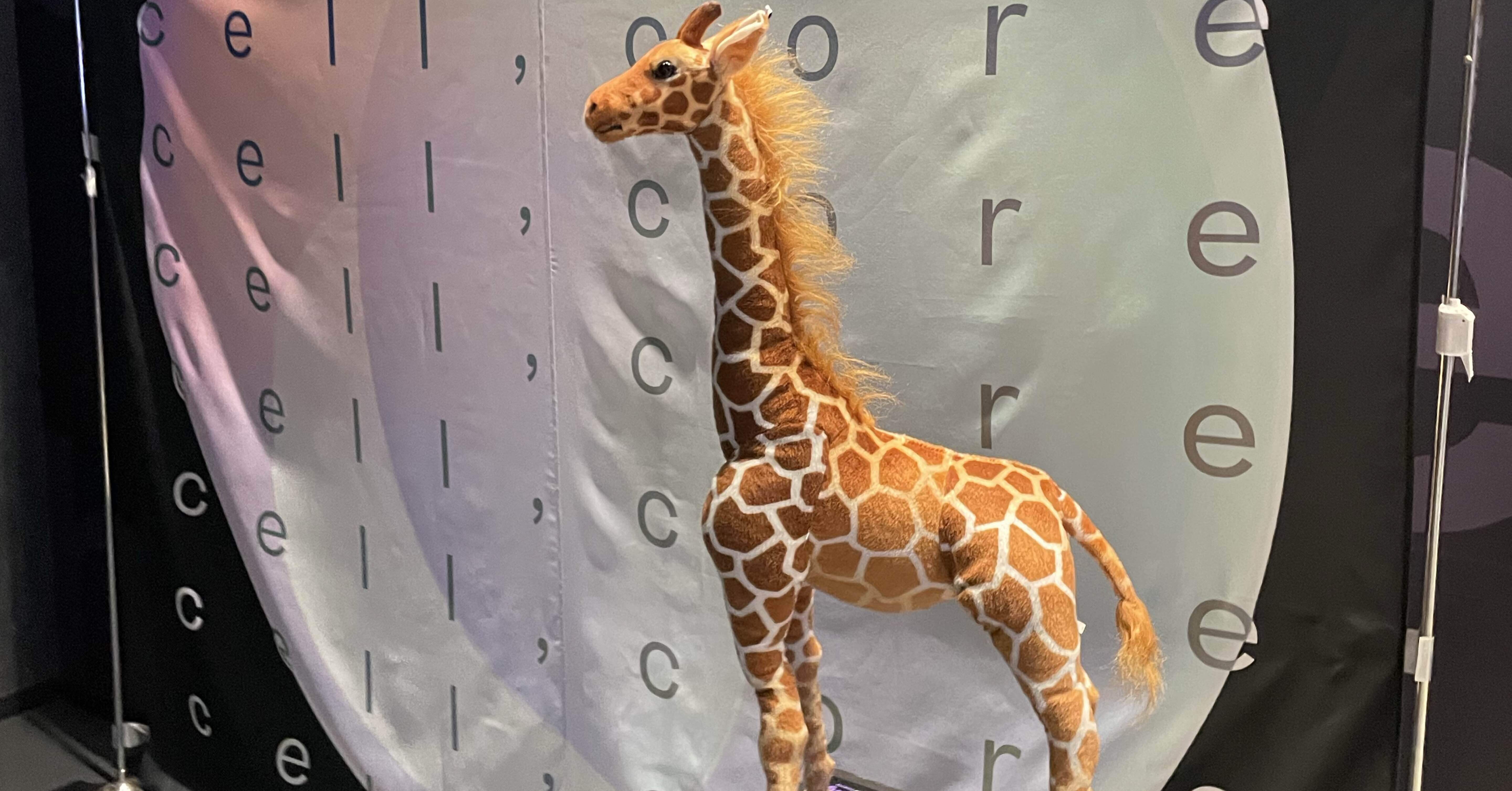 音楽よ、人を生かせ 〜第3回〜 リーガルリリー「cell, core2024」(2024