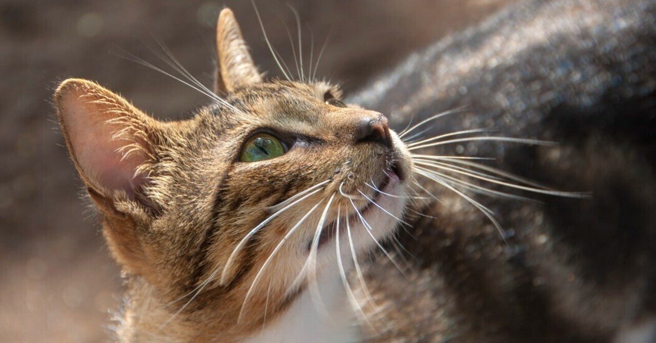 プラネタリウムー猫星夜|ねこやなぎ ゆき プラネタリウムー猫星夜|ねこやなぎ ゆき