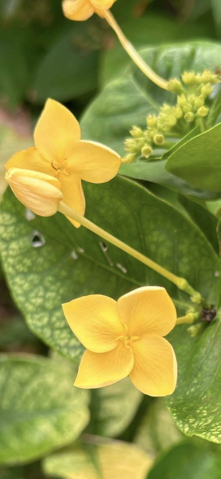 サンタンカ 盆栽 鉢植え 黄花 ミニサンダンカの苗