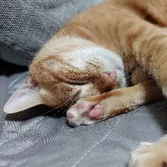 おせり💚