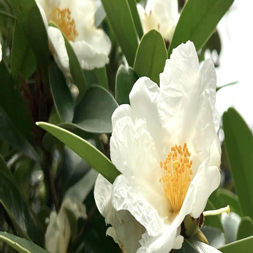 タイワンツバキ #道端植物図鑑｜新井裕之（StudioA）