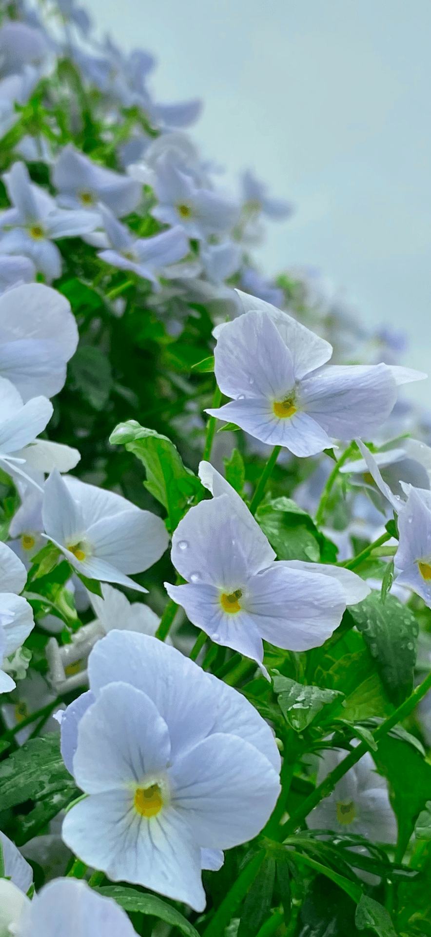 VIOLA VIVI HEAVENLY BLUE｜EGGSEED