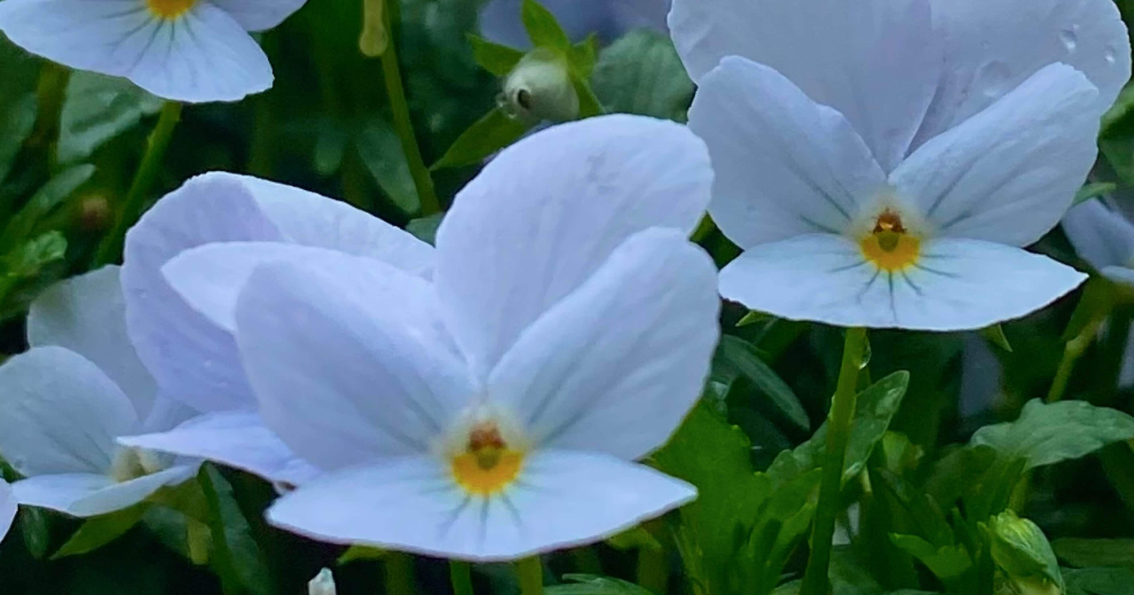 リピーター☘️ビオラ様30:30 リピーター☘️ビオラ様30:30 i>Viola×wittrockiana </i><BR><BR