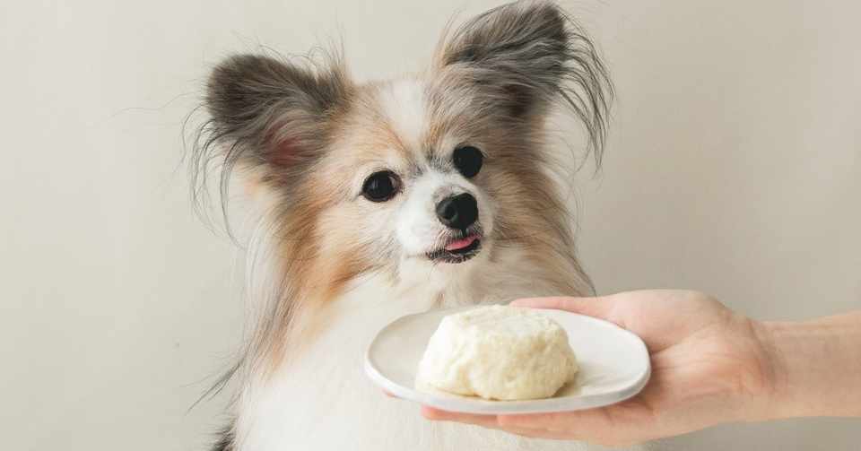 ふわふわお豆腐かまぼこ 手作り犬おやつレシピ いちかわあやこ 犬ごはん先生 Note