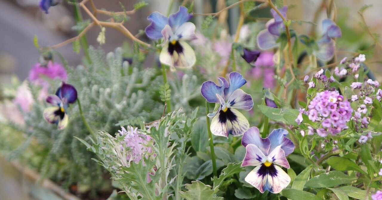 ビオラ買いすぎ問題2024 その⑤⑥ マジックアワー ＆ パスフリ 桂楓園