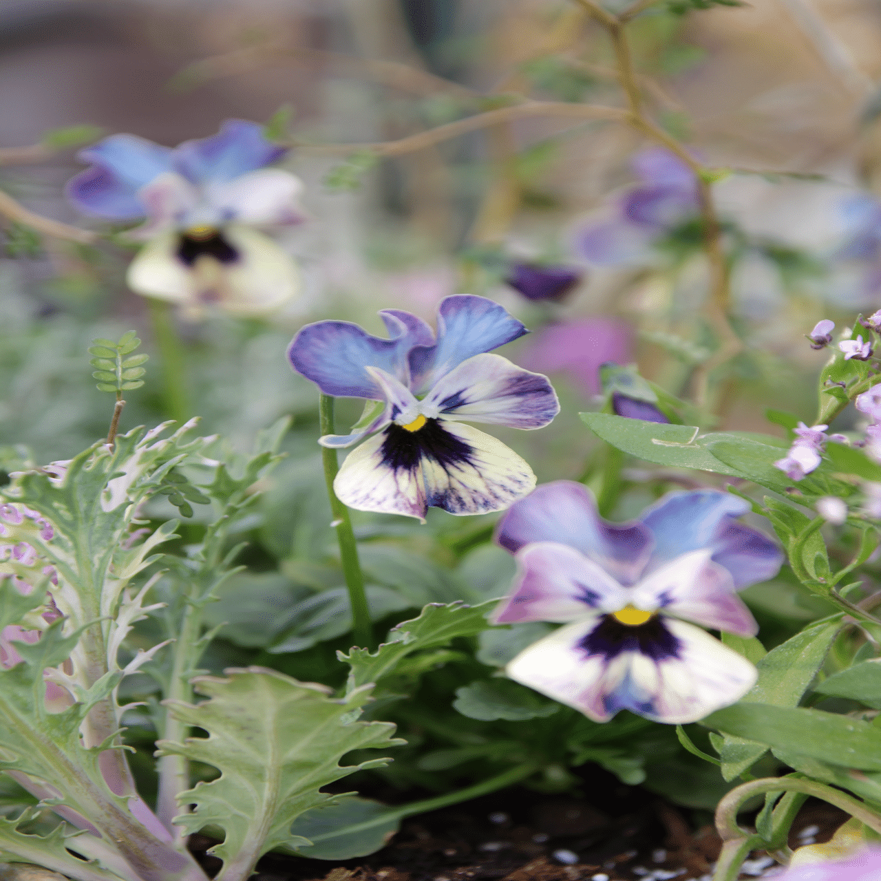 ビオラ買いすぎ問題2024 その⑤⑥ マジックアワー ＆ パスフリ 桂楓園