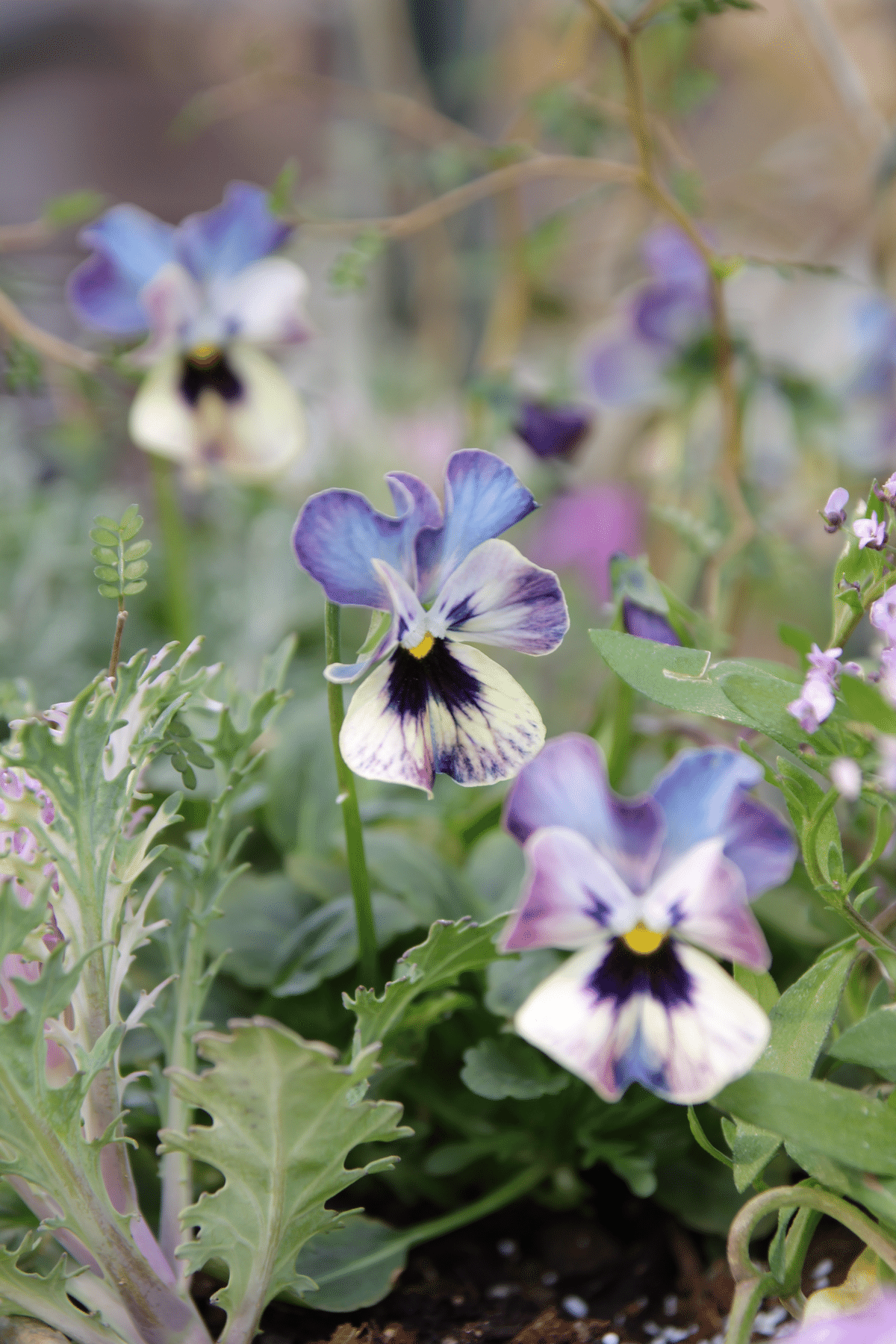 ビオラ買いすぎ問題2024 その⑤⑥ マジックアワー ＆ パスフリ 桂楓園