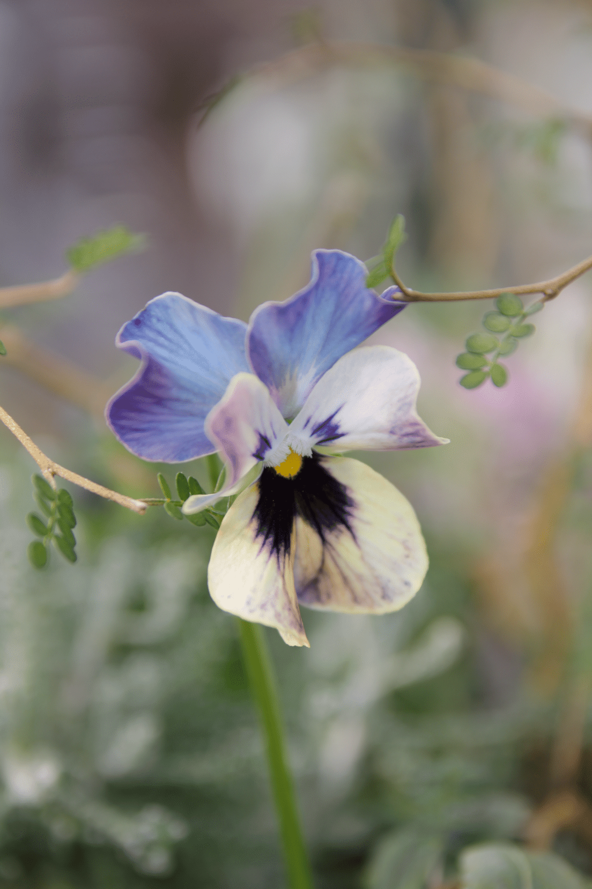 ビオラ買いすぎ問題2024 その⑤⑥ マジックアワー ＆ パスフリ 桂楓園